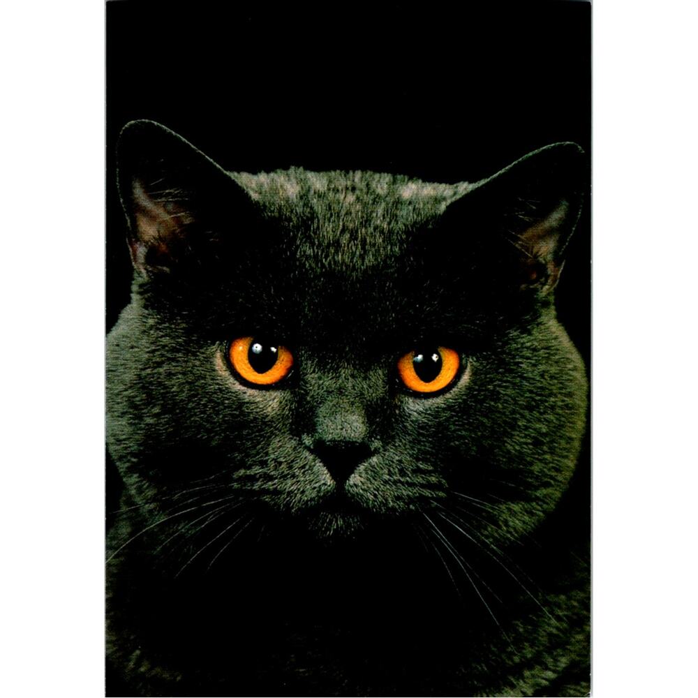 Postcard Cat  British Blue Shorthair Adriano Bacchella Matt Finish 6 x 4"